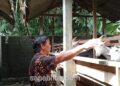Peternakan kambing saanen di Desa Gadungan, Kecamatan Gandusari, Kabupaten Blitar, (Jumat 20/62025), (foto : Aditya/sapablitar.com)