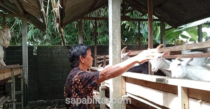 Peternakan kambing saanen di Desa Gadungan, Kecamatan Gandusari, Kabupaten Blitar, (Jumat 20/62025), (foto : Aditya/sapablitar.com)